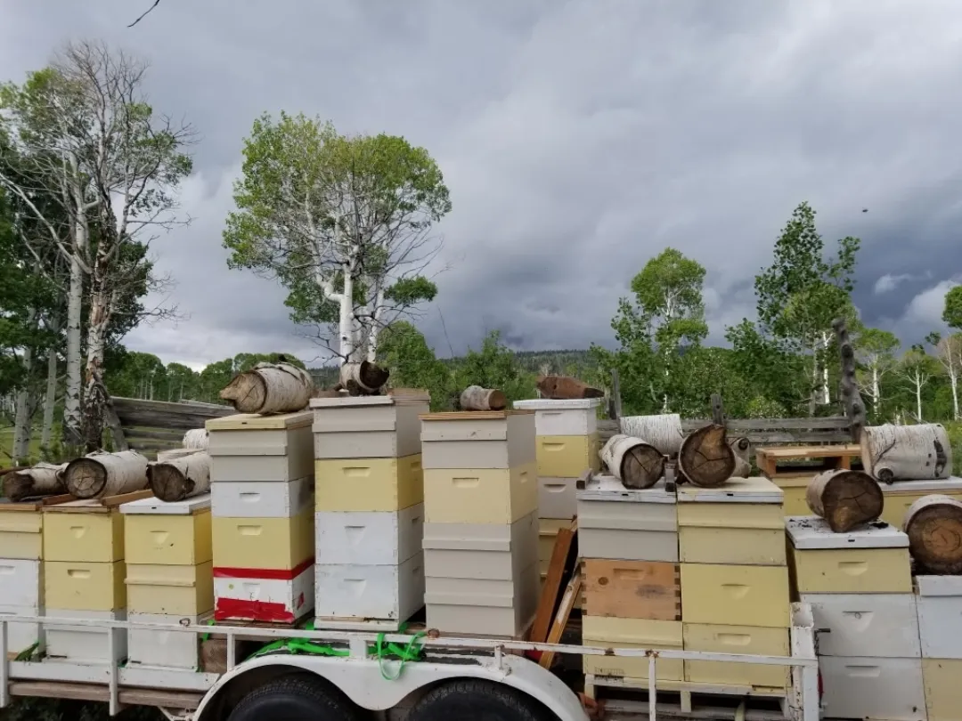 Stacks of white and yellow beehives loaded on a trailer under a cloudy sky