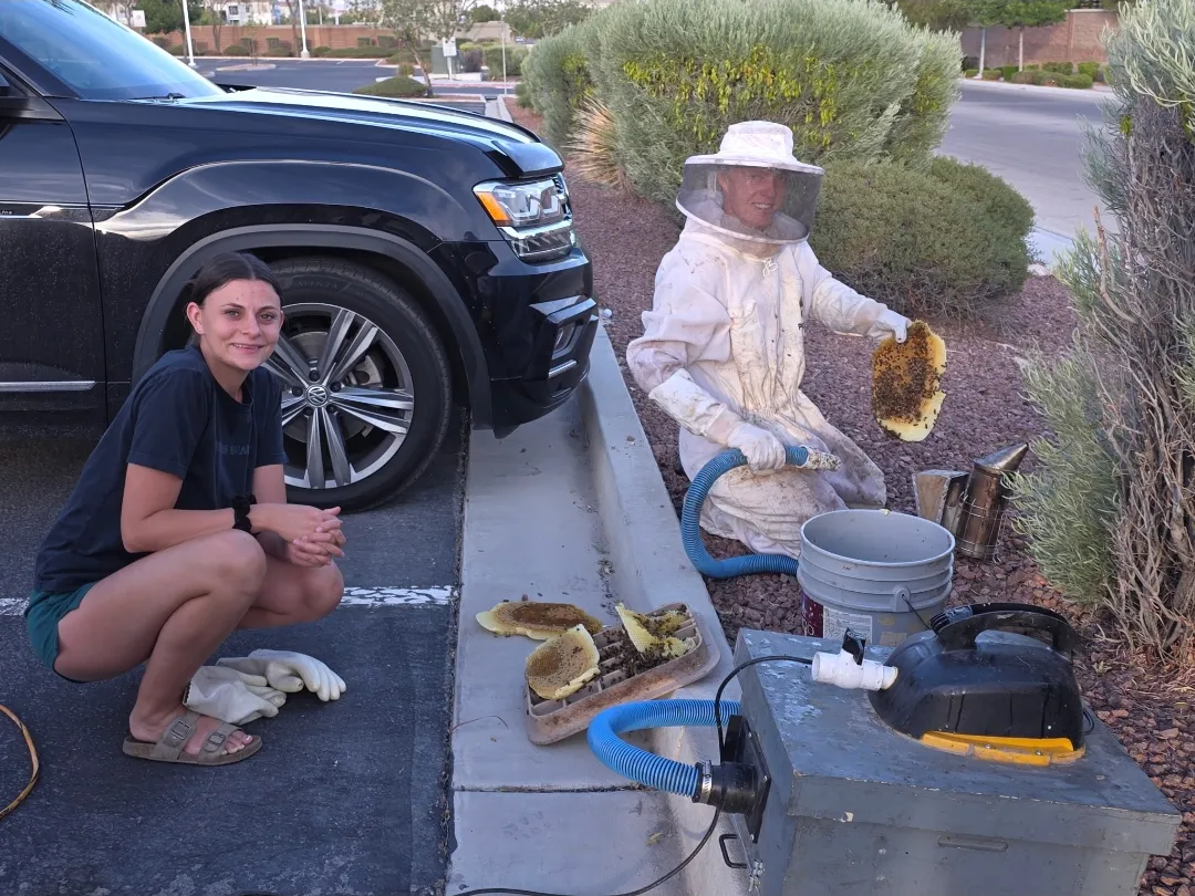 A beekeeper in a white suit holding a piece of honeycomb, with comb pieces and a vacuum nearby
