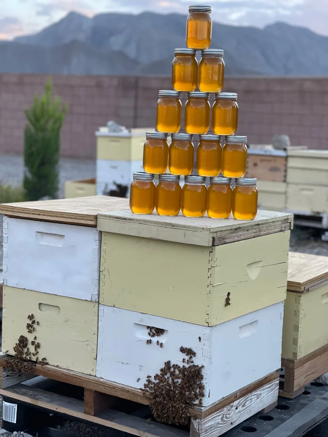 Jars of honey stacked on white and yellow hive boxes, with bees at the entrance