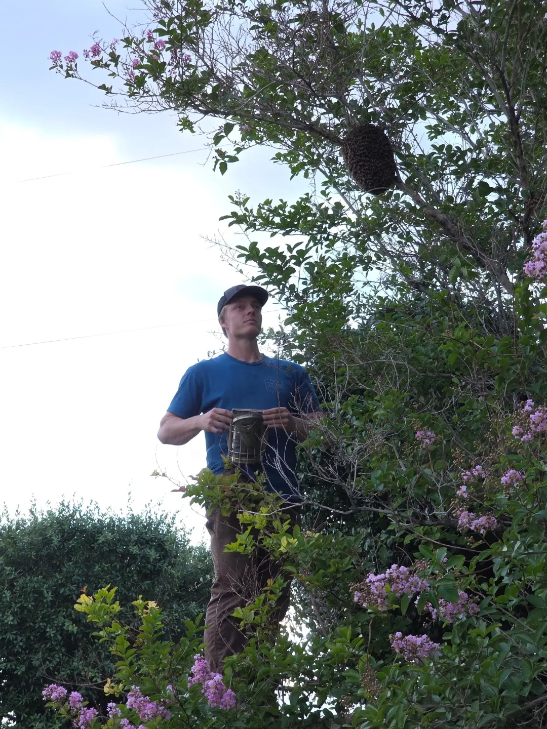 A person holding a bee smoker under a tree where a swarm of honeybees is clustered on a branch