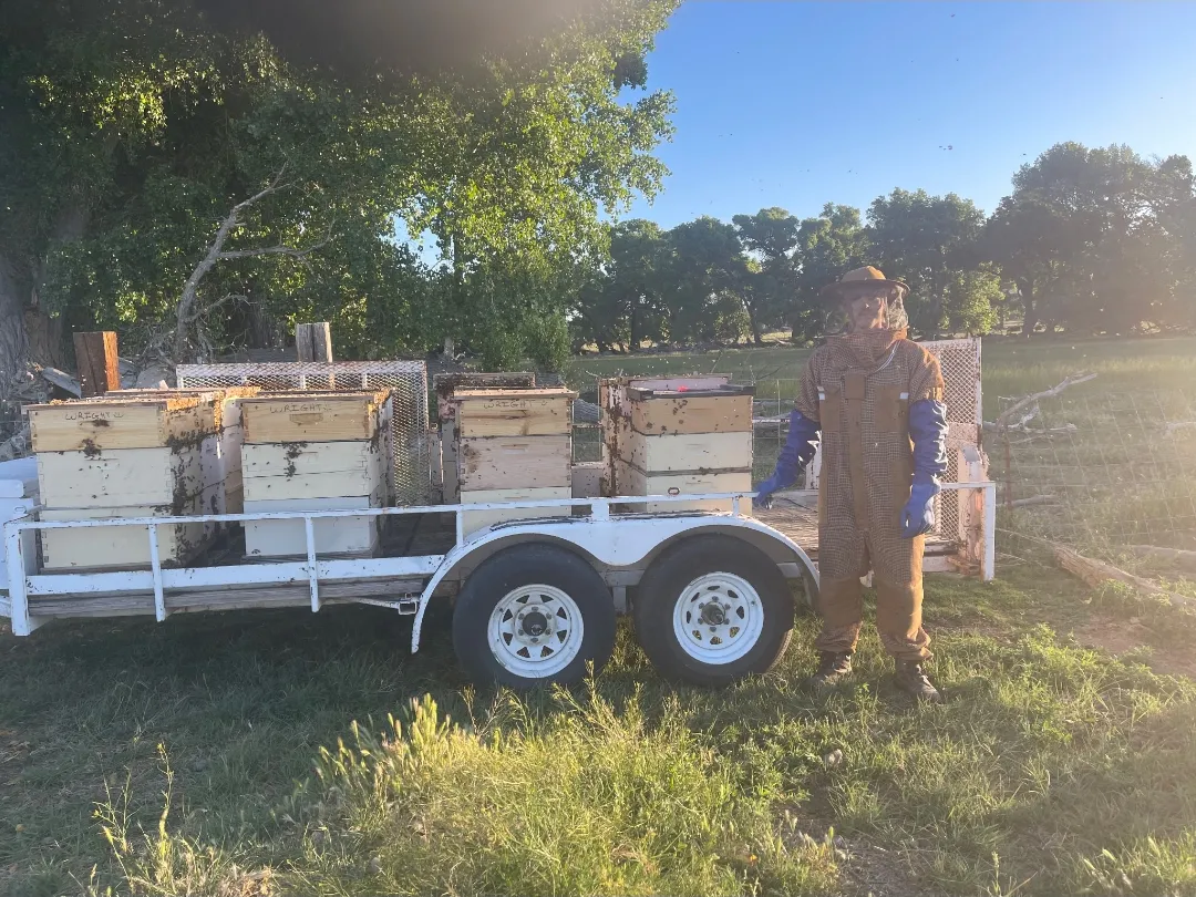 A beekeeper in a veil standing beside a trailer of wooden hives in a grassy field